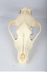 Head Skeleton Dog